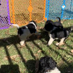 Goldendoodle Puppies from Crystal Coast Cuddles