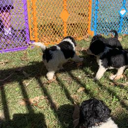 Goldendoodle Puppies from Crystal Coast Cuddles