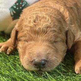 Boy 4 - male Goldendoodle puppy in Auburn, Indiana from Cooper’s Doodles