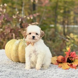 Gold bow OFA - Blenheim female Cavapoo puppy in Evart, Michigan from Northern’s Cute Cuddly Cava Poos