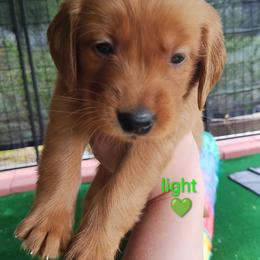 Light Green - Dark golden male Golden Retriever puppy in Davisboro, Georgia from Ginger Snap Golden Retrievers