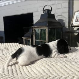 Dachshund Puppies from Jag Fam Dachshunds