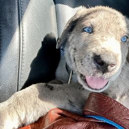 Great Dane Puppies from Florida Danes
