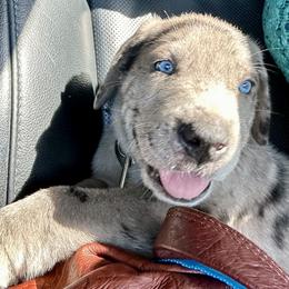 Great Dane Puppies from Florida Danes