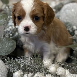 Phillip - Blenheim male Cavalier King Charles Spaniel puppy in Salina, Utah from Corner house cavaliers