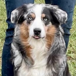 Marlie Jo - Australian Shepherd