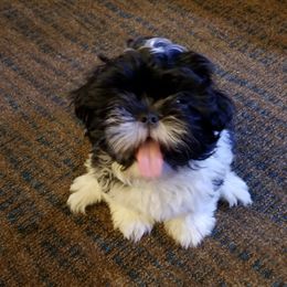 Shih Tzu All Grown Up from Jamie Serigny's Shih Tzus