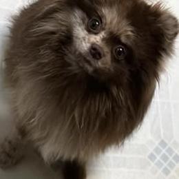 Cockapoos and Pomeranians from Pine & Palm Pomeranians & Poodles