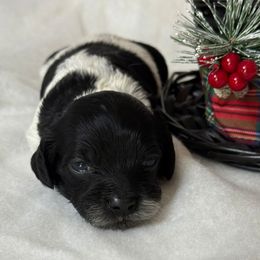 Cupid - Black and white female Cockapoo puppy in Bronson, Florida from Tabler Family Puppies