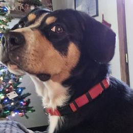 Dora - Entlebucher Mountain Dog