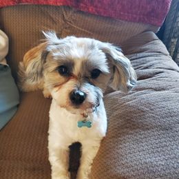 Jasper - Havanese