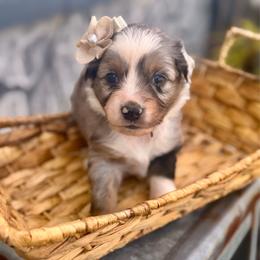Purple - Blue merle female Miniature Australian Shepherd puppy in 32046, Florida from River Hill Ranch
