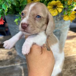 Chocolate based cream dapple piebald - Dapple male Dachshund puppy in Payette, Idaho from NT Mini Doxies