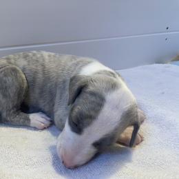 Whippet Puppies from Phoenix Whippets