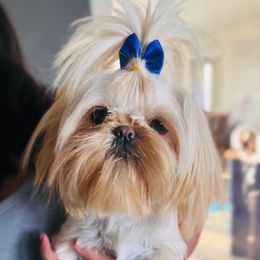 Blondie - Shih Tzu