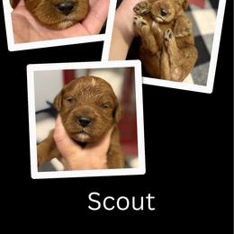 Scout - Red male Irish Doodle puppy in Bluefield, Virginia from Love on a Leash