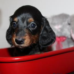 Girl 1 - Black and tan female Dachshund puppy in Craig, Colorado from Rocky Mountain Shih Tzus and Dry Creek Miniature Dachshunds