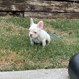 Diamond - White female French Bulldog puppy in Grand Prairie, Texas from Avelar’s Top Shelf Frenchies