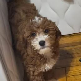 Paris - Goldendoodle