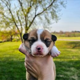 Red and white Female - Red and white female American Corgi puppy in Taylorsville, North Carolina from America's Red White and Bluie Corgis