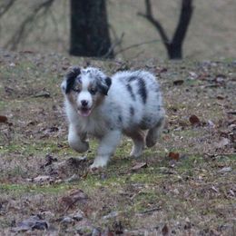 Australian Shepherd Puppies from RxAussies