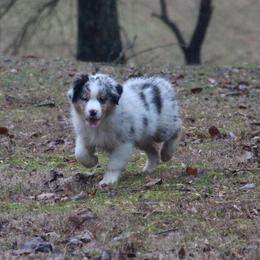 Australian Shepherd Puppies from RxAussies
