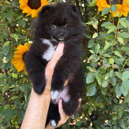 Toffees black boy - Black male Pomeranian puppy in Fort Collins, Colorado from Gempoms