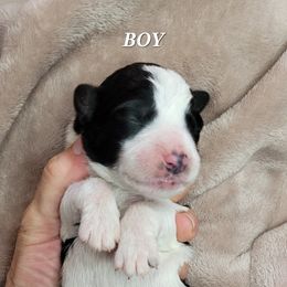 Boy 1 - Assorted Doodle Crosses puppy in Lane County, Oregon from Happy Little Tails