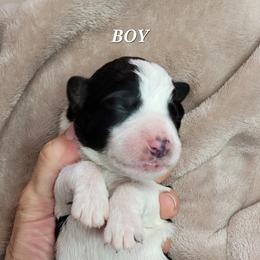Boy 1 - Assorted Doodle Crosses puppy in Lane County, Oregon from Happy Little Tails