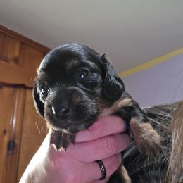 Girl 1 - Black and tan female Dachshund puppy in Manchester, New Hampshire from 603 Wiener Wonders