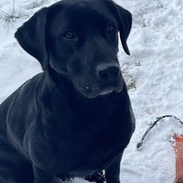 Daisy - Labrador Retriever