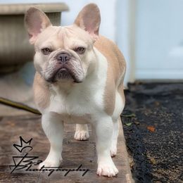 Tink - French Bulldog