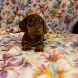 Mocha - Chocolate and tan male Dachshund puppy in Magnolia, Texas from J&R Macias Dachshunds