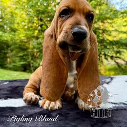 Piggling Bland - Mahogany and white female Basset Hound puppy in Dingess, West Virginia from Tuckers' Howling Hounds