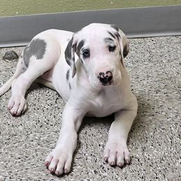Liberty - Harlequin female Great Dane puppy in Albany, Oregon from Red Cloud Australian Shepherds and DeGray Great Danes & Bulldogs