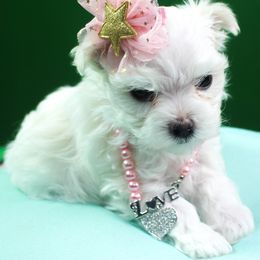 Maltese Puppies from Franny's Maltese Puppies