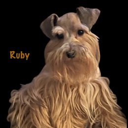 Ruby - Miniature Schnauzer