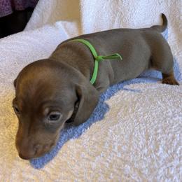 Hershey - Chocolate and tan male Dachshund puppy in Mocksville, North Carolina from The Dachs of Hazzard Dachshunds
