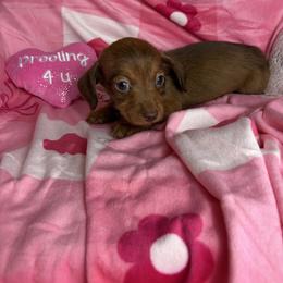 Donna - Brindle female Dachshund puppy in Lake City, Florida from My Ditzy Doxies of Florida
