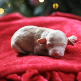 Yellow collar - Apricot female Poodle puppy in Edmond, Oklahoma from The Redbud Roost
