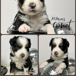 (4) Comet, BTF - Black tri female Miniature American Shepherd puppy in Huntington, Texas from JKKJ Farms