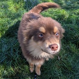 Pomsky Puppies from Tony Hwang
