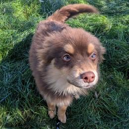 Pomsky Puppies from Tony Hwang