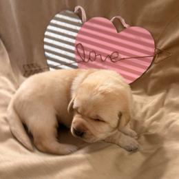 Angel - Yellow female Labrador Retriever puppy in Tekonsha, Michigan from Asher Acres Labs