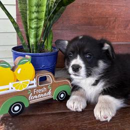 Josh - Black and tan male Pembroke Welsh Corgi puppy in Creston, Iowa from GSF Pembroke Welsh Corgis