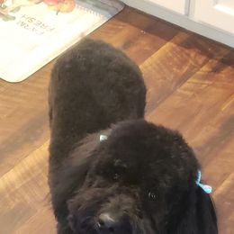 Rosie - Aussiedoodle