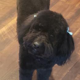 Rosie - Aussiedoodle