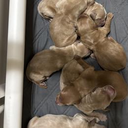 Girl 1 - female Golden Retriever puppy in Anaheim, California from Prim's Golden Retrievers