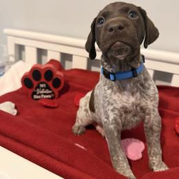 Blue Collar - Liver roan male German Shorthaired Pointer puppy in Bluffton, South Carolina from Lowcountry Southern GSP'S