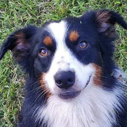 Australian Shepherds from Nimblewill Australian Shepherds